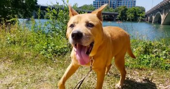 Senior Dog In Shelter For 700 Days Becomes A Puppy In His New Home