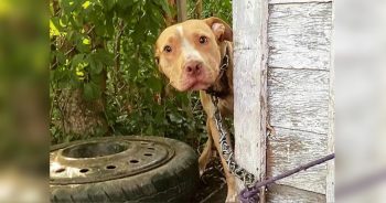 Dog Chained To House Sees Woman Approach And Wonders If She’s The One