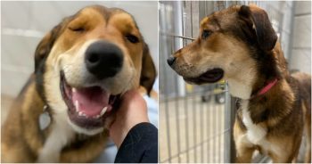 Dog Runs Back To The Shelter After Her Adoption And Rings The Bell