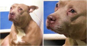 Woman Films Dog After Separation From Her Pups & Her Tears Inspire A Family