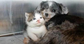 Stray Dog Climbs Down Ravine To Save Crying Kitten That Needed A Mom