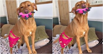 Woman Buys Her Lab A ‘Dancing Skirt’ And Dog Shakes Her Hips Like A Pro