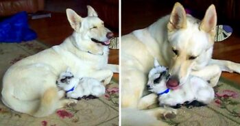 White German Shepherd Adopts Pygmy Baby Goat And Cuddles Her Like Her Own Puppy