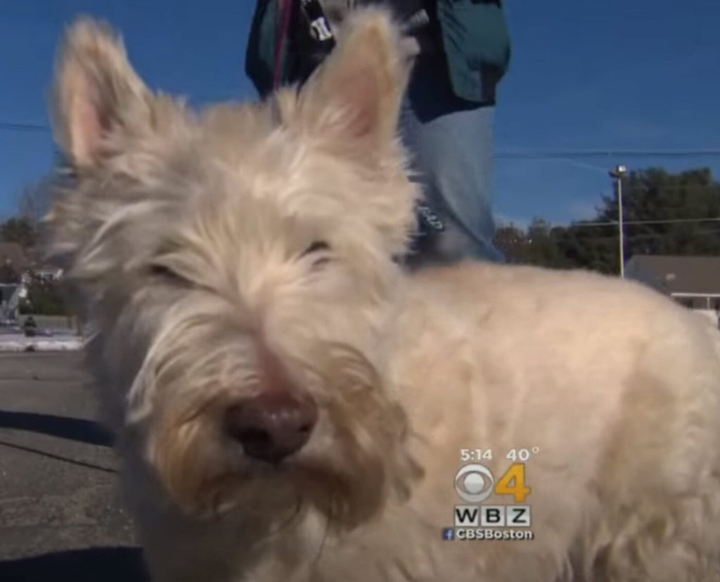 Tiny Dog Runs Up To Cop And Starts Barking Loudly, ‘Begged’ The Cop To Follow Him