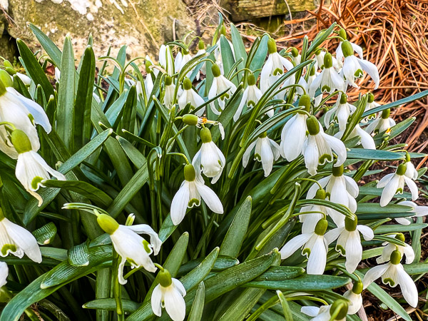 First Day of Spring