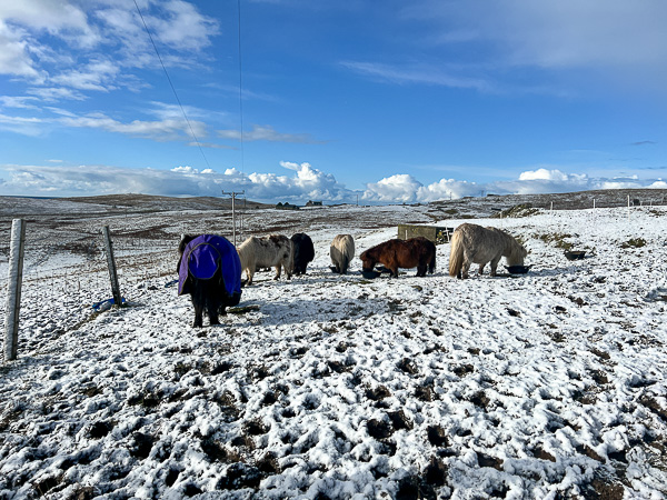 Spring Snow