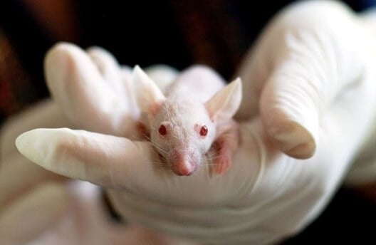 Former Cornell Dean Accused of Faking Data in Animal Experiments; PETA Demands That Feds Act