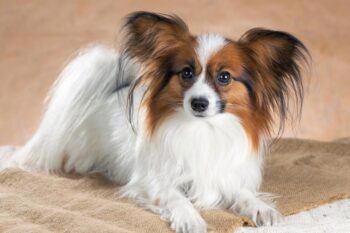 The 8 Best Dog Foods For Papillons – 2024