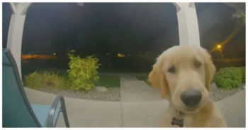 Puppy Escapes His Home And Instantly Regrets It & Rings Doorbell To Get Back In