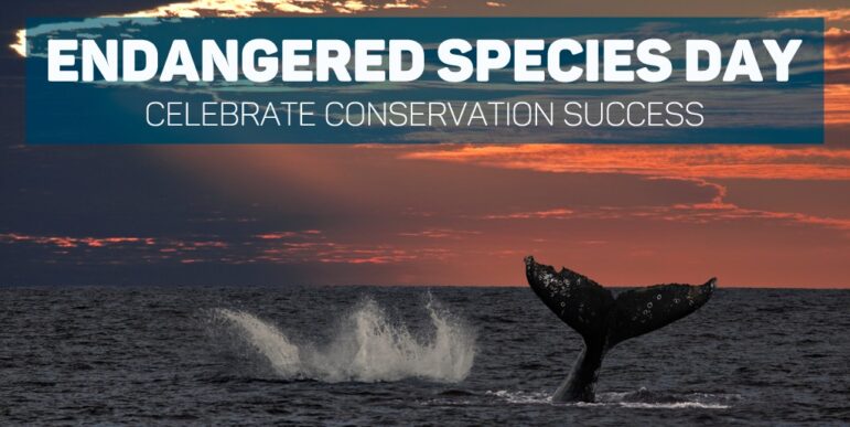 Saving Species Newsletter Spring 2024