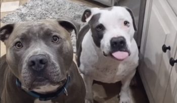 Watch: 120 lb. Pit Bull Has BEST Reaction When His Parents Bring Him Home a Brother from a Shelter