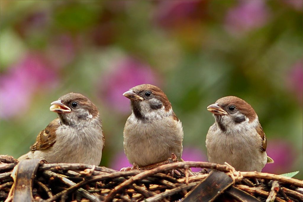 Free Birds: The Wonderful Life of Sparrows Outside Laboratories