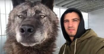 Man Lives With Largest Wolf On The Planet And Plays With Him Like He’s A Puppy