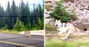 Grey Wolf Chases Family Car On Freeway, But Some Think He’s “Not A Wolf At All”