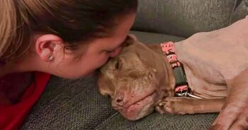 Woman Kisses Dog Shunned His Whole Life For Being A Sick Ugly Pit Bull
