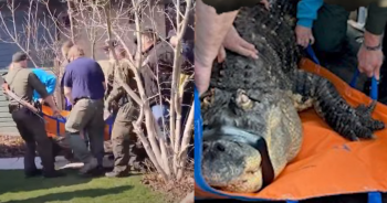 750-Pound ‘Pet’ Alligator Seized By Police And Owner Fights To Bring Him Back Home