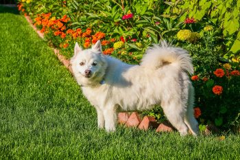 7 Dog Breeds with Silver Coats