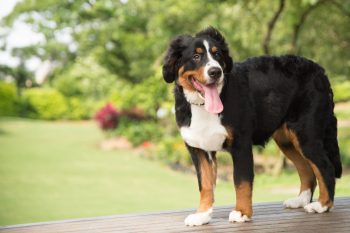 The History and Origin of the Bernese Mountain Dog: A Comprehensive Look