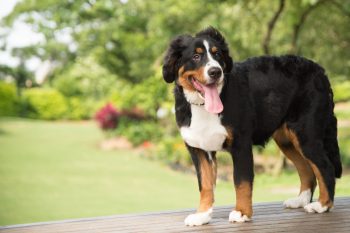 The 5 Love Languages of Bernese Mountain Dogs