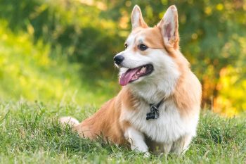 10 Dog Breeds That Are Still Remarkable Healthy In Their Senior Years