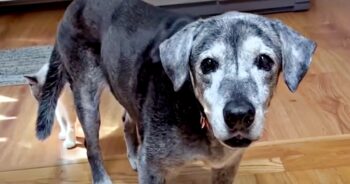 19-Year-Old Dog Dumped At Shelter Learns To Smile And Play Like A Puppy