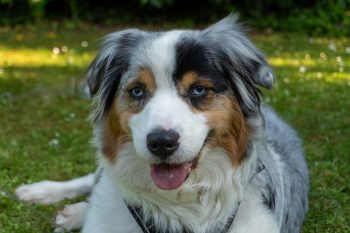 The 5 Love Languages of Australian Shepherds