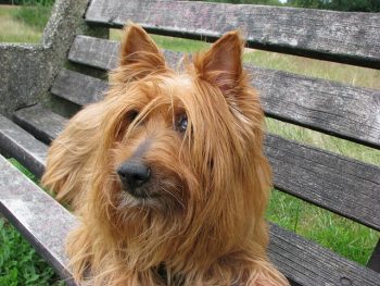 Ultimate Australian Terrier Puppy Shopping List: Checklist of 23 Must-Have Items