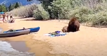 It Was A Relaxing Day At The Beach For Everyone Until A Bear Family Showed Up