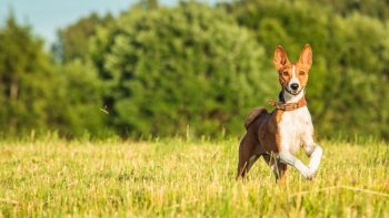 Ultimate Basenji Puppy Shopping List: Checklist of 23 Must-Have Items