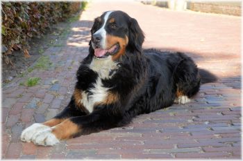 7 Lesser-Known Dog Breeds Who Are Very Laid Back