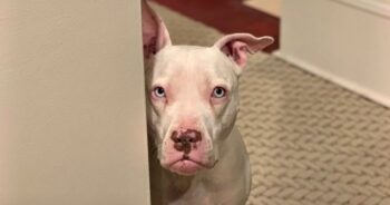 ‘Rehomed’ Deaf Pit Bull Is Certain She’s Going Back To The Shelter Once Again