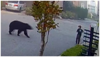 7-Year-Old Boy Stares Down Black Bear And Knew He Had To Make A Move