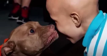 Pit Bull From The Shelter ‘Singles Out’ Boy With Cancer And Runs Over To Him