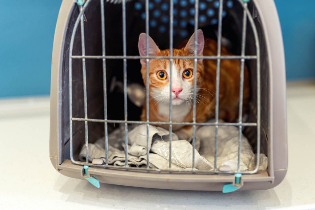 Get the Straight Scoop: 10 Reasons Your Cat May Be Avoiding the Litterbox