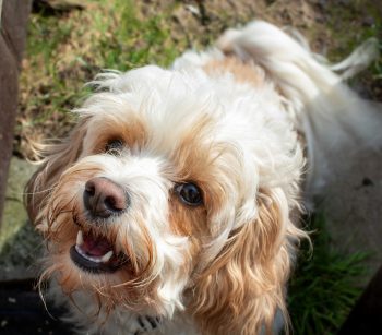 8 Mixed-Breed Dog That Thrive on Human Companionship