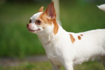 The 5 Love Languages of Chihuahuas