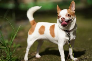 The 6 Most Unique Qualities of Chihuahuas