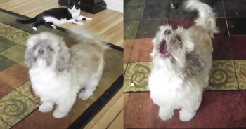 Cody The Screaming Dog Decides To ‘Let Loose’ On Video