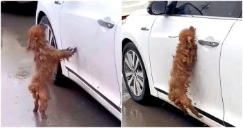 Drenched Stray Thinks The Owner That Left Him Is Inside The White Car