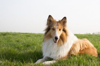 The 5 Love Languages of Collies