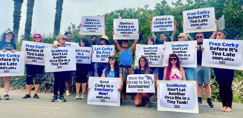 Dolphin Defenders to Disrupt ‘Celebration’ of 60 Years of Misery at SeaWorld San Antonio