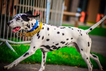 11 Most Challenging Dog Breeds