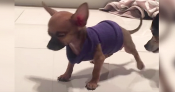 Puppy Abandoned Because He Always Looks Like He’s Dancing Finds ‘True Love’