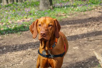 The 5 Love Languages of Vizslas