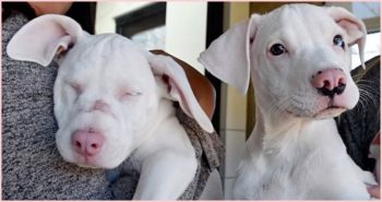 Shelter Pup Helps His Deaf & Blind Sister Navigate Through Everyday Life