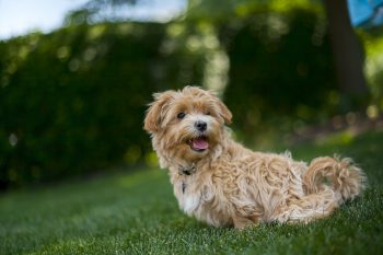 The 10 Most Devoted Mixed-Breed Dogs