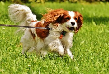 The 5 Love Languages of Cavaliers