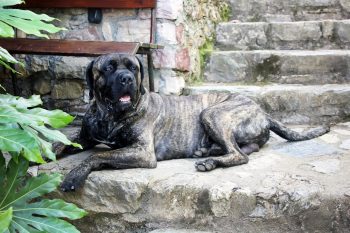 The 5 Love Languages of Cane Corso’s