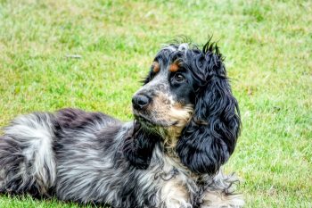 The 5 Love Languages of Cocker Spaniels