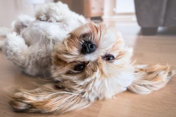 5 Best Dog Breeds for Quiet Apartments